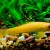 Algae Eating Freshwater Aquarium Golden Fish