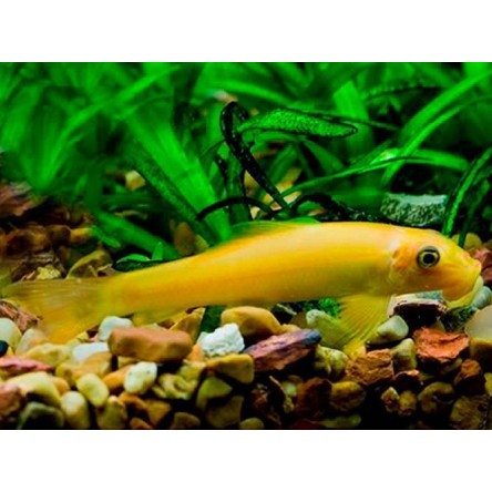 Algae Eating Freshwater Aquarium Golden Fish