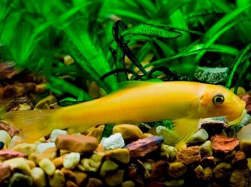 Algae Eating Freshwater Aquarium Golden Fish v2