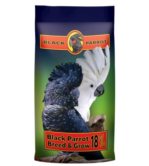 Black Parrot breed grow