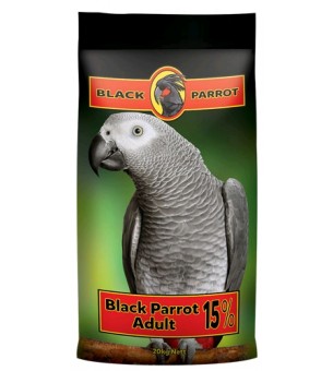 Black parrot adult