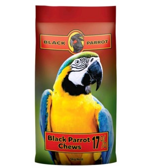 Black parrot chews