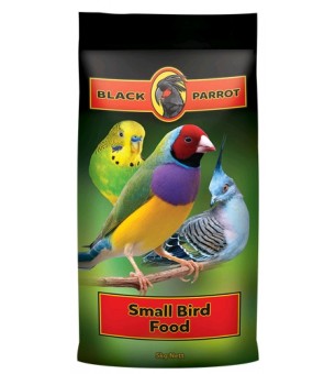 Black parrot small bird