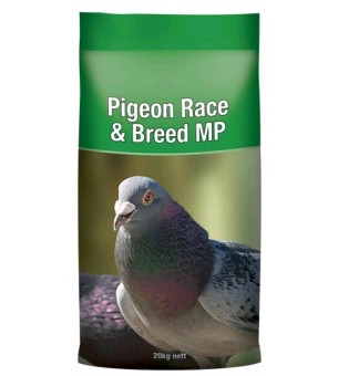 Pigeon Race breed